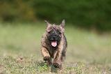 CAIRN TERRIER 530
